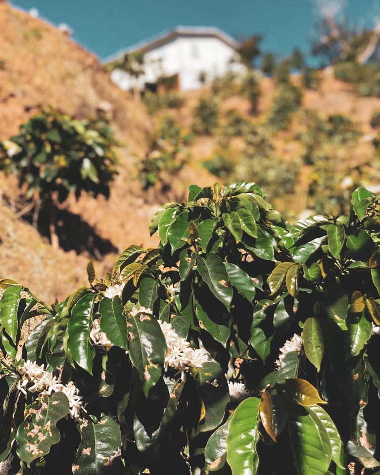 Close up view of arabica coffee plant overlooking a farm from Yauco Puerto Rico