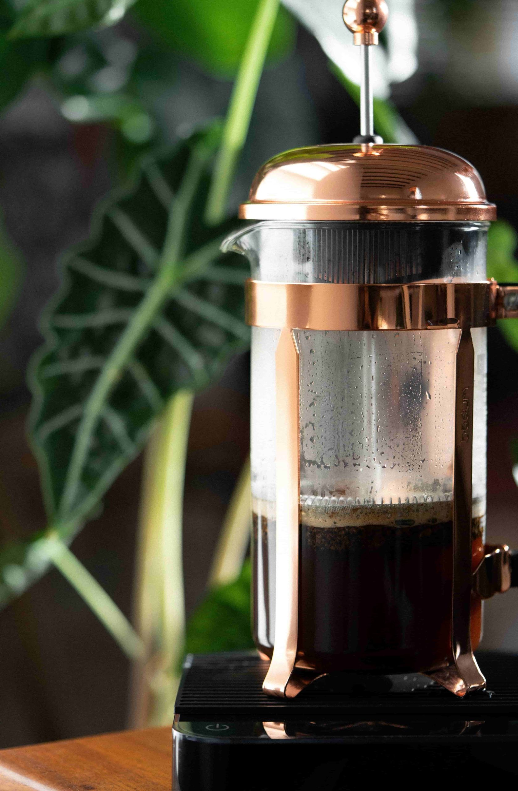 Classic Bodum Glass and Copper French Press with brewed coffee inside atop an Acaia scale with indoor plants background