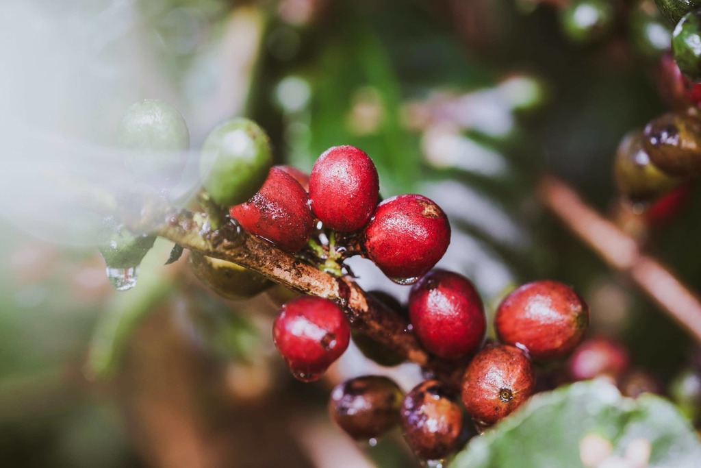 Best Coffee from Puerto Rico Gustos Café PR Ripe Cherries