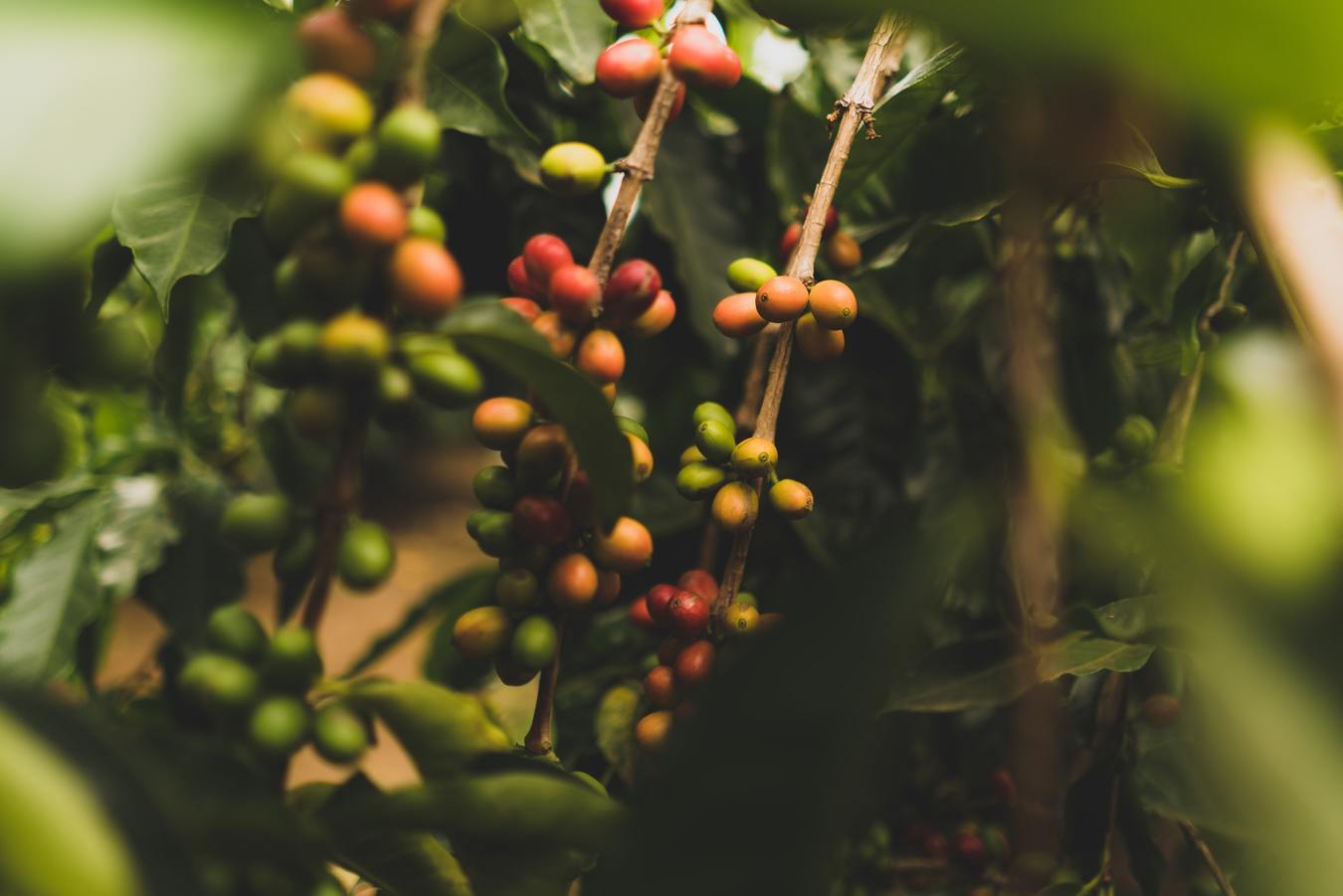 Gustos Puerto Rican Coffee Yauco PR Farm